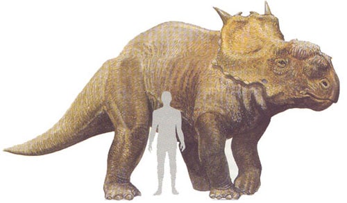 Pachyrhinosaurus.