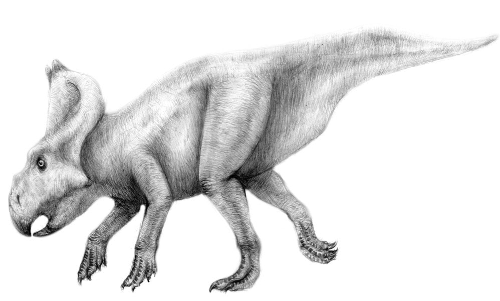 Protoceratops.