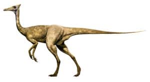 Le dinosaure Pelecanimimus.