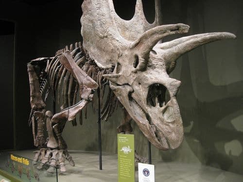 Pentaceratops fossile, avec ses trois cornes et les deux excroissances latérales.