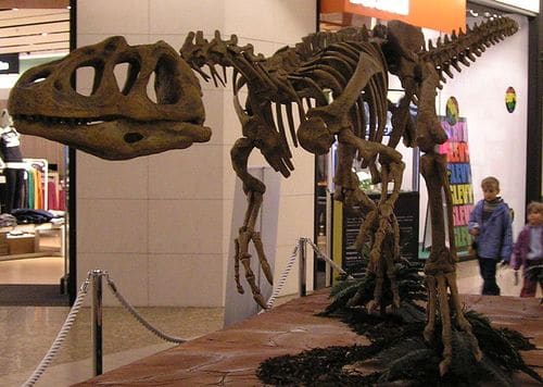 Fossile du dinosaure Piatnitzkysaurus.