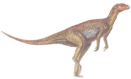 Pisanosaurus.