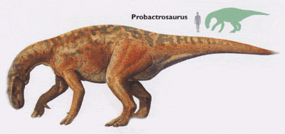 Le dinosaure Probactrosaurus.