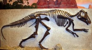 Fossile de dinosaure Prosaurolophus.