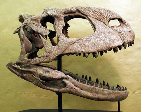Crâne fossile de Rajasaurus.