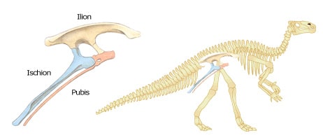 Un dinosaure Ornithischien et les os de son bassin.