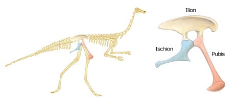 Un dinosaure Saurischien et les os de son bassin.