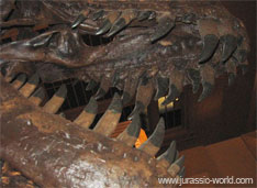 Dents du dinosaure Théropode Tyrannosaure. Carnivores plutôt herbivores : d'autres Théropodes d'abord considérés comme carnivores étaient plutôt herbivores.