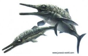 Ichthyosaurus, un reptile marin.