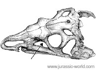 Fenêtre préorbitale d'un dinosaure.