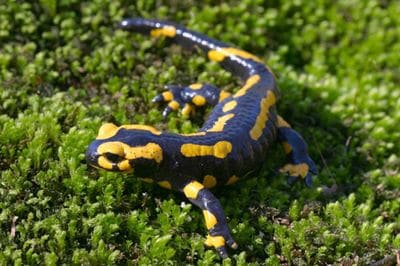 Une salamandre.