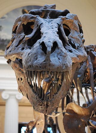 Fossile de T rex (Tyrannosaurus).