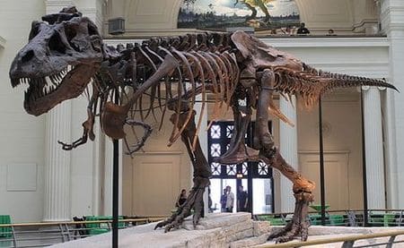 Le squelette fossilisé du Tyrannosaure Sue.