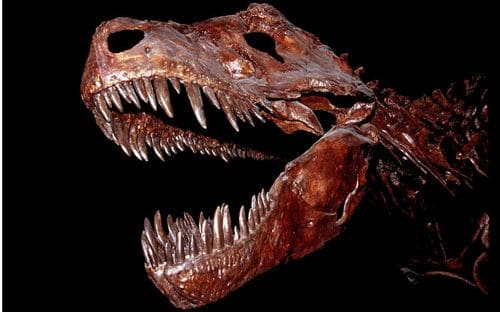 T. rex : crâne fossile avec ses dents, particulièrement grandes !