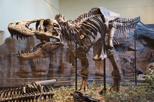 Squelette fossilisé de T rex.