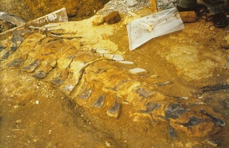 Iguanodon bernissartensis en cours d’extraction dans le Barrémien de Saint-Dizier.