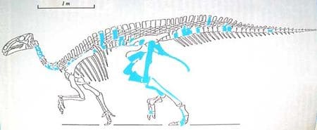 Iguanodon atherfieldensis de l’Hauterivien de Wassy (Haute-Marne).