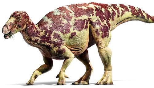 Iguanodon trouvé à Bernissart en Belgique.
