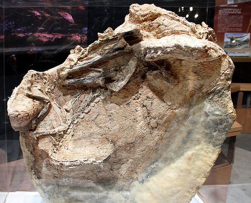 Fossile du dinosaure Guanlong.