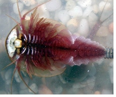 Triops cancriformis.