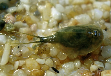 Triops cancriformis.