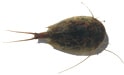 Triops à élever chez soi.