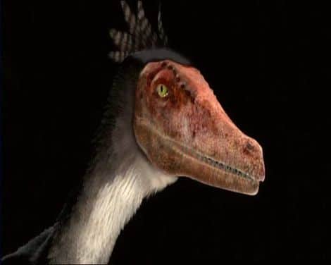 Un dinosaure Velociraptor, ici représenté avec des plumes, un animal à sang froid ou à sang chaud ?
