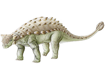 Le dinosaures Ankylosaure avec sa queue en forme de massue.