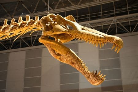 Fossile de spinosaurus.
