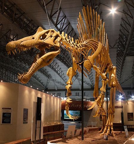 Squelette fossile de spinosaurus.