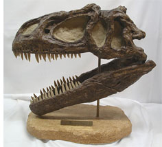 Reproduction d'un crâne d'Allosaurus Fragilis.