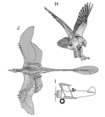 Microraptor et apparition du vol.