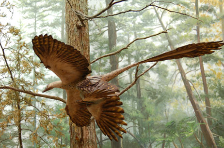 Le microraptor en vol « biplan » (American Museum of Natural History, New York)