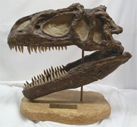 Crâne d'Allosaurus fragilis (reproduction en vente).