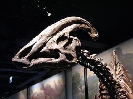 Crâne fossile de Parasaurolophus.
