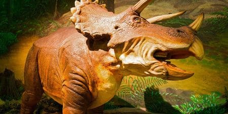 Dinosaure triceratops.