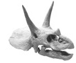 Crâne fossile de Triceratops.