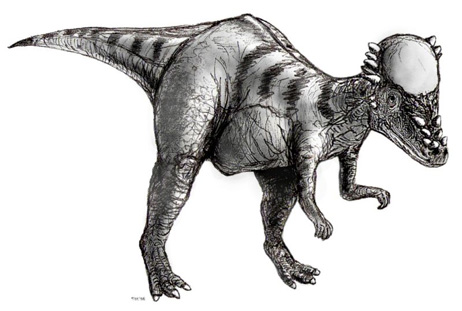 Pachycephalosaure.
