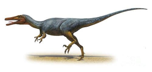 Austroraptor.