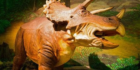 Dinosaure triceratops avec trois cornes.