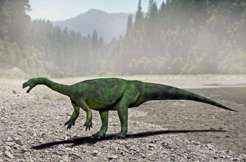 Le dinosaure Aardonyx Celestae.