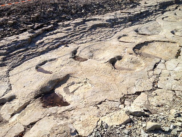 Piste de d'empreintes de pas de dinosaure fossiles.