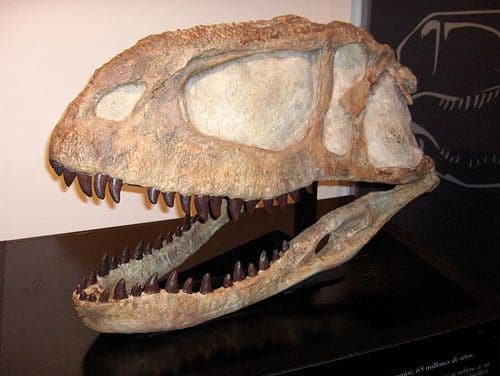 Crâne fossile du dinosaure Abelisaurus.