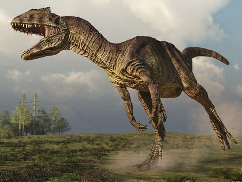 Un dinosaure Allosaure, un terrible carnivore.