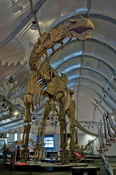 Squelette fossile du dinosaure Argentinosaurus.