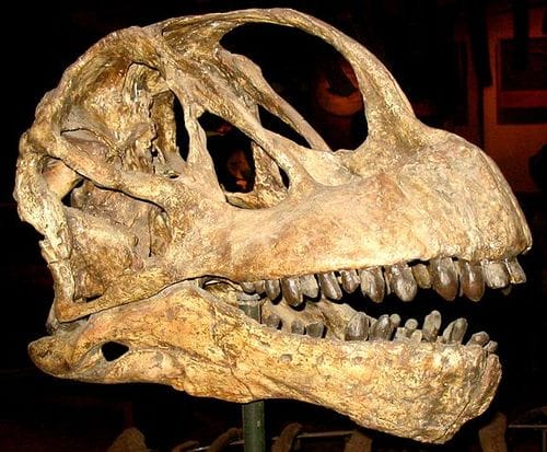 Crâne fossile de Camarasaurus.