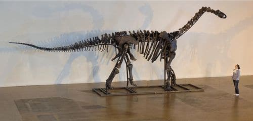 Squelette fossile de dinosaure Camarasaurus. Notez sa taille par rapport à la personne à droite.