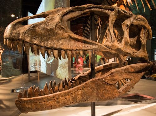 Crâne fossile de dinosaure Carcharodontosaurus, on peut remarquer les dents particulièrement longues et acérées.