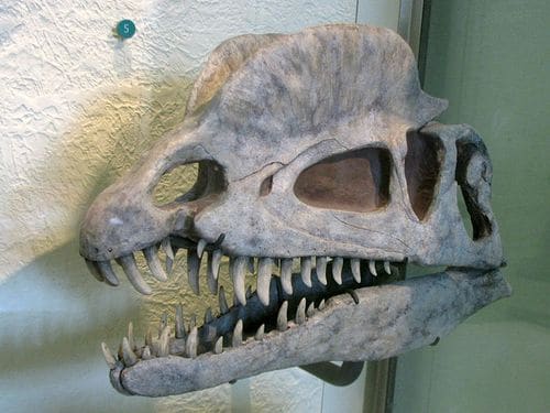 Crâne fossile de Dilophosaure, avec ses deux grandes crêtes.