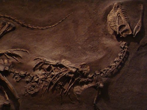 Squelette fossile de Dilophosaure.